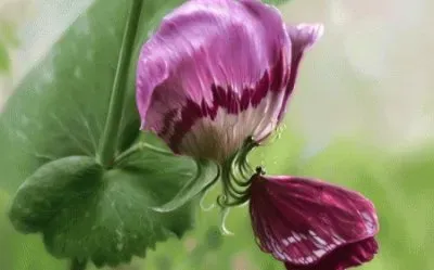 Flower and Butterfly