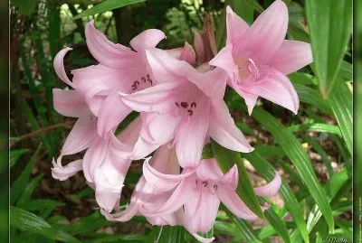 fleurs: amaryllis-belladonna
