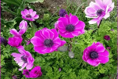 fleurs: anemones