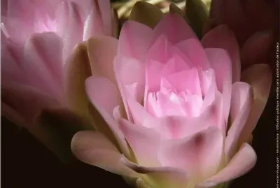 fleurs: fleurs de cactus