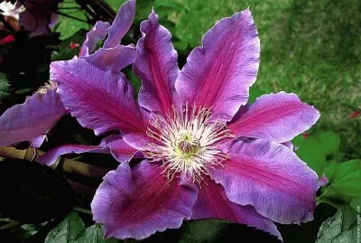 fleurs: clÃ©matite