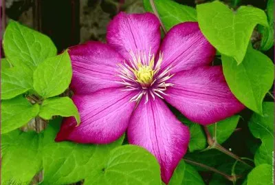 fleurs: clÃ©matite