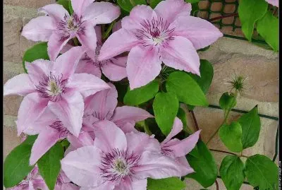 fleurs: clÃ©matite