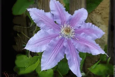fleurs: clÃ©matite
