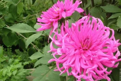 fleurs:dahlia
