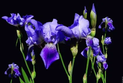 fleurs: iris jigsaw puzzle