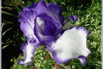 fleurs: iris
