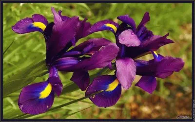 fleurs: iris