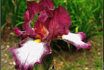 fleurs: iris jigsaw puzzle