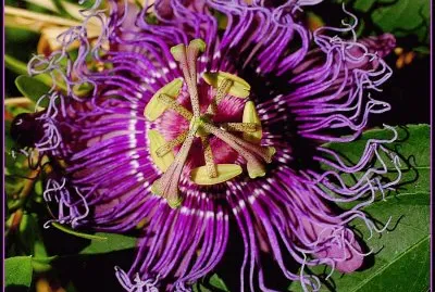 fleurs: passiflore
