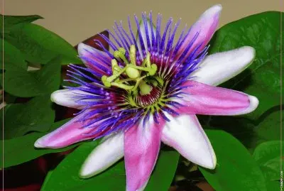 fleurs: passiflore jigsaw puzzle