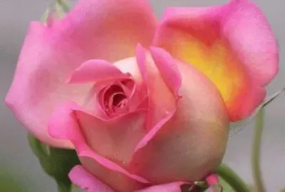 rosas 1 jigsaw puzzle