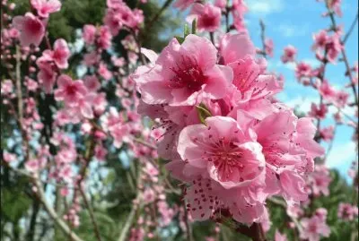 Flor de presseguer jigsaw puzzle