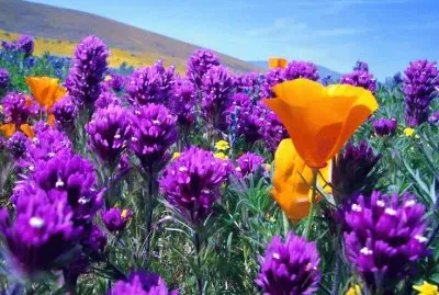 Beautiful Flowers