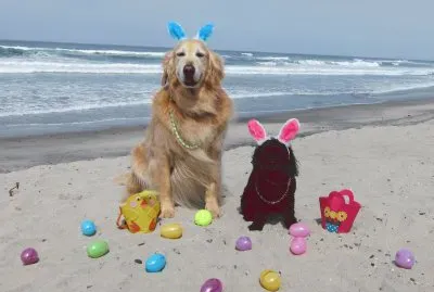 Dogs Celebrate Easter on the Beach-San Diego