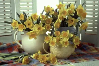 Spring flower Narcissus