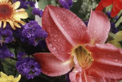 Flowers sprinkled with Dew
