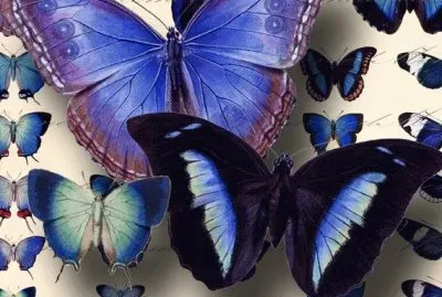 Butterfly Blue