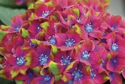 Hydrangea