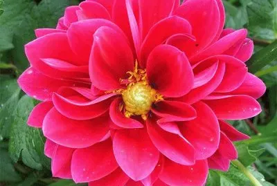 Flower pink Dahlia