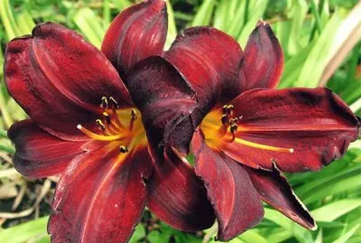 Blood Red Daylily jigsaw puzzle