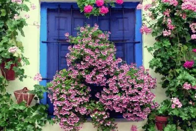 Ventana con flores