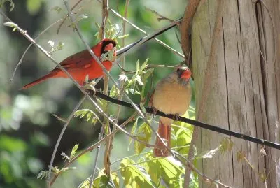 Cardinal Pair