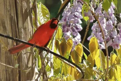 Cardinal in Wisteria