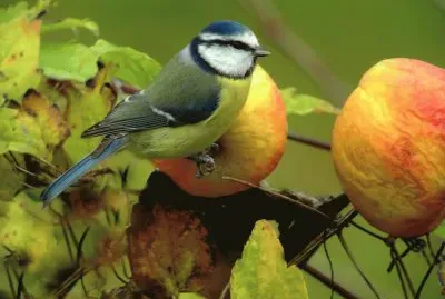 mÃ©sange bleue
