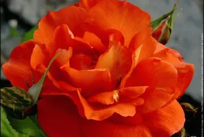 fleurs: rose