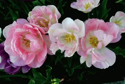fleurs: tulipes