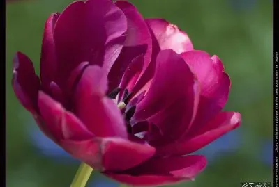 fleurs: tulipe