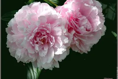 fleurs: pivoines jigsaw puzzle