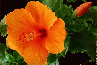 fleurs: hibiscus jigsaw puzzle