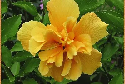 fleurs: hibiscus jigsaw puzzle