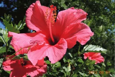 fleurs: hibiscus jigsaw puzzle