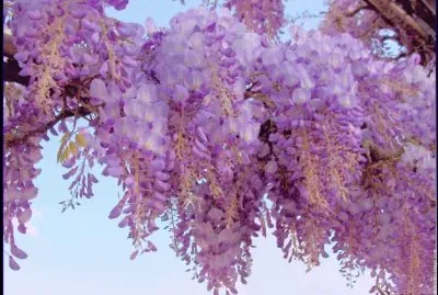 fleurs: glycine