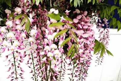 fleurs: glycine