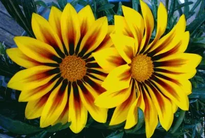 fleurs: gazania jigsaw puzzle