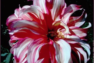 fleurs: dahlia jigsaw puzzle