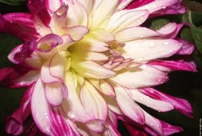 fleur: dahlia jigsaw puzzle