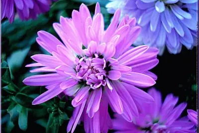 fleurs: aster