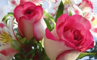 Beautiful Roses