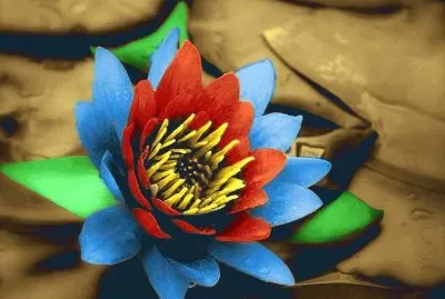 Colorful Flower