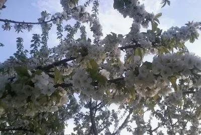 fiori di ciliegio jigsaw puzzle