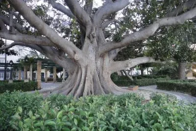 פאזל של jardines