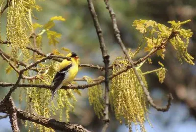 Goldfinch