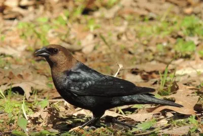 Cowbird