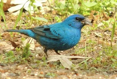 Blue Grosbeak