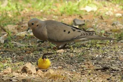 Dove and Goldfinch